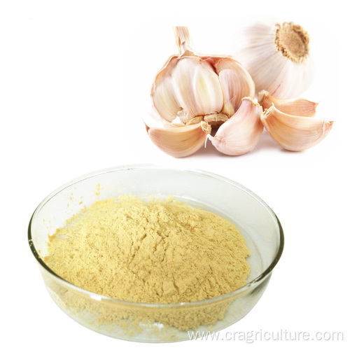 Top Quality Garlic Dry Powder Vegetables